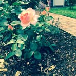 Peter Knickerbocker - Facebook