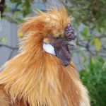 Peter Kogut - @annoyingorangebird - Instagram