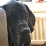 Peter Koopman - @peterkoopman3397 - Instagram