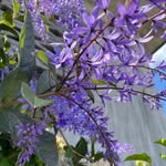 mon petit jardin - @peterko_sakuto - Instagram