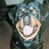 Peter lamb - @peter.lamb4 - TikTok