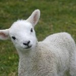 Peter Lamb - @lambslarder - Instagram