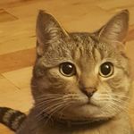 Peter LeChat - @peterlechat - Instagram