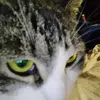 Leo Peters - @leo_peters9 - TikTok