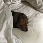 Peter Levenson - @levensonpeter - Instagram