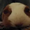 Lilja Peters - @lilja.peters - TikTok
