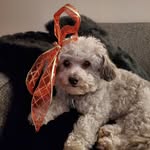 Peter Lindquist and Frank - @frankthedog5 - Instagram