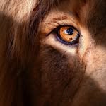 @peter___lion - Instagram