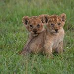 Peterlis Kibwana - @peterliskibwana - Instagram