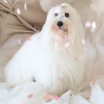 Peter Lee / Coton Luda - @coton_luda_peterlee - Instagram