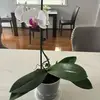 peterludan1 - @peter.ludan - TikTok