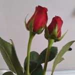 Peter Lundy - @plundy1969 - Instagram
