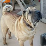 Peter Lyle - @blind_dog_jackhammer - Instagram