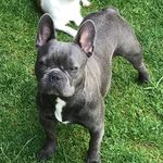 Peter Maas - @bullysvomammersee - Instagram