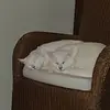 Peter Maas - @peter.maas - TikTok