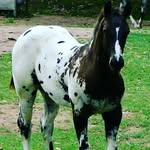 petermachado - @piterdanielmachado - Instagram