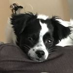 Peter Madison - @petermadison9 - Instagram