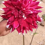 Madan Patar - Facebook