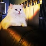 peter maiorana - @maiorana_peter - Instagram