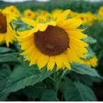 Peter Maniaci - @tastifood2024 - Instagram