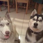Peter Mannion - @petermannion - Instagram