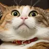 Peter Redmaple - @peter.redmaple - TikTok
