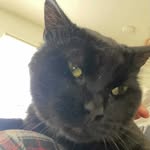 Peter Mario Kitty - @peter_mario_kitty - Instagram