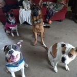 Pete Marciano - @barkbusterspete - Instagram