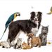 Maryland Lost Pets - Facebook