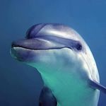 @peter.k.marone - Instagram