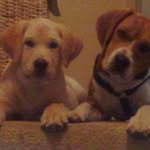 Frank and Wesley - @peter.matheson - Instagram