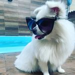 Filho de Quatro patas Mattos - @petersnowmattos - Instagram