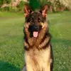 Peter Mcauley - @peter.mcauley - TikTok