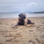 Peter McAuliffe - Facebook