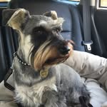 Peter McEwan - @wolfgangtheschnauzer - Instagram