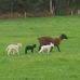 Peter McGinty - Facebook