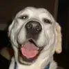 petermclellan96 - @bopocho - TikTok