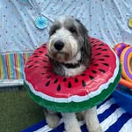 Peter McVey - @hi_murphy_muffin_ - Instagram