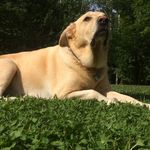 Pete Melanson - @pete_the_real_dog_of_the_house - Instagram