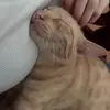 MewMew🐈 - @petermeo222 - TikTok
