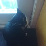 pete - @peter_meow_22 - Instagram