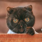 Peter仔 ♥ 妃妃 - @peterjai.meow - Instagram