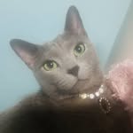 Peter 🐱 - @peter_meows - Instagram