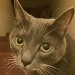 Peter Fransis Nelson - @peter_meow_nelson - Instagram