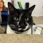 @peter_meowz - Instagram