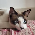 peter parker - @peter.meowmeow - Instagram