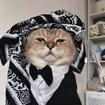 Peter - @peter.meowww - Instagram