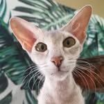 Peterbald Meowfia - @peterbald_meowfia - Instagram