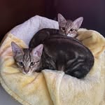 🐈‍⬛ - @petermeoww - Instagram