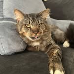 Peter’s Meow House - @petersmeowhouse - Instagram